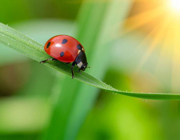 Ecologie citoyenne au camping en Lozère