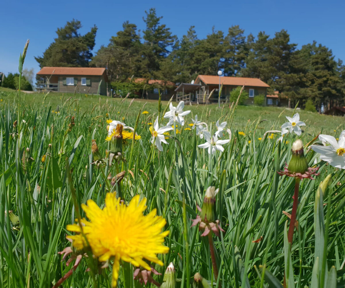 Chalet en bois au camping en Lozère