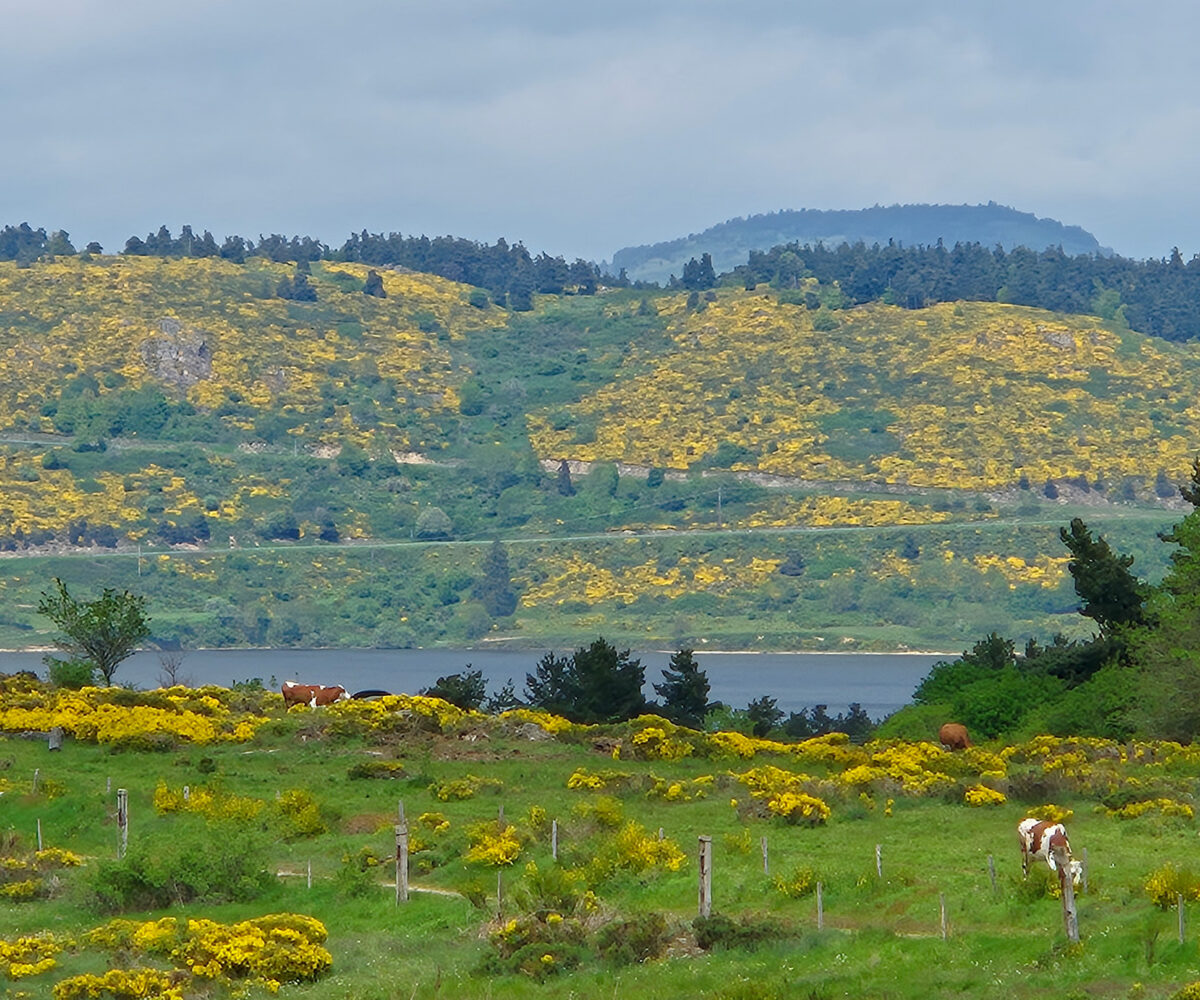 Chalet premium plus au camping les sous bois du lac en Lozère