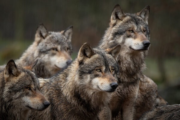 Parc des loups en Gévaudan