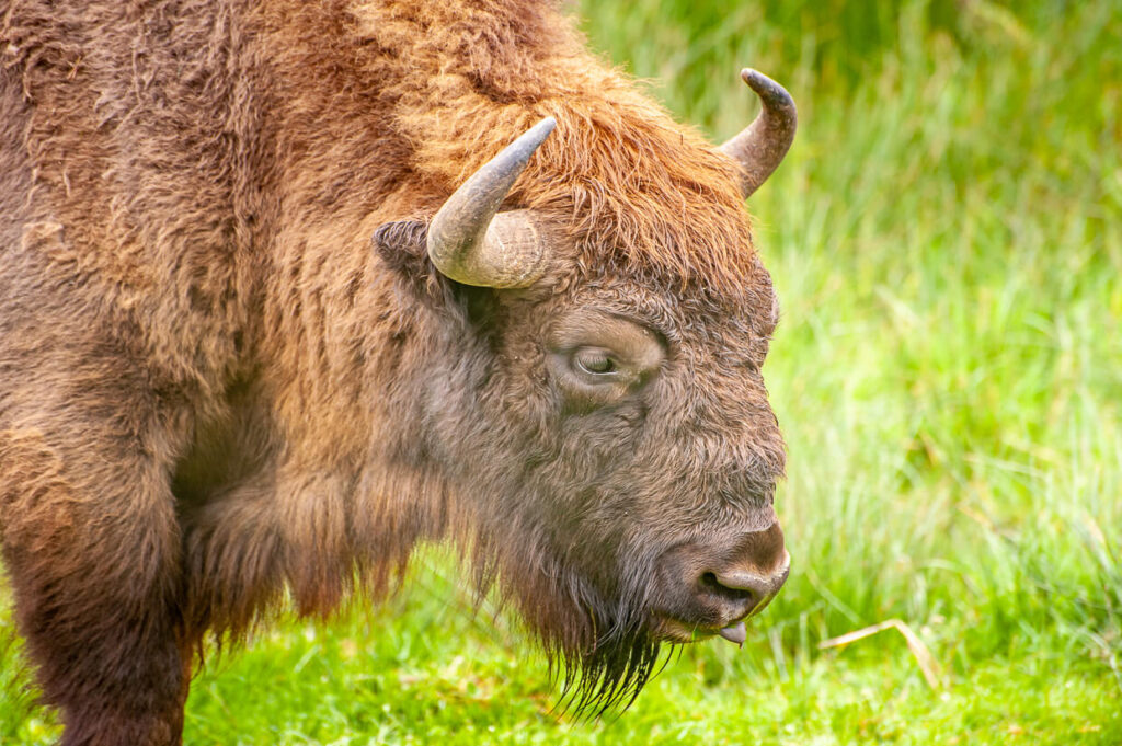 Parc des bisons d'Europe