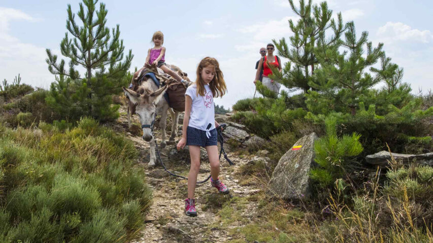 Randonnée avec un âne au camping en Lozère